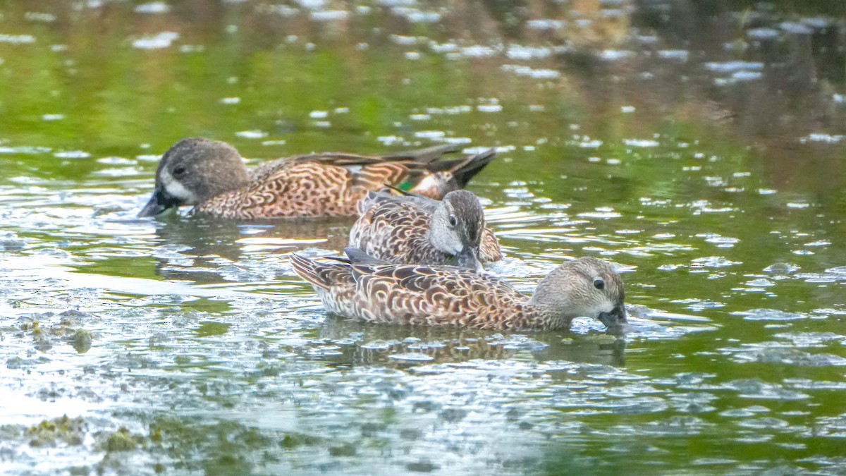 Blue-winged Teal - ML646107782