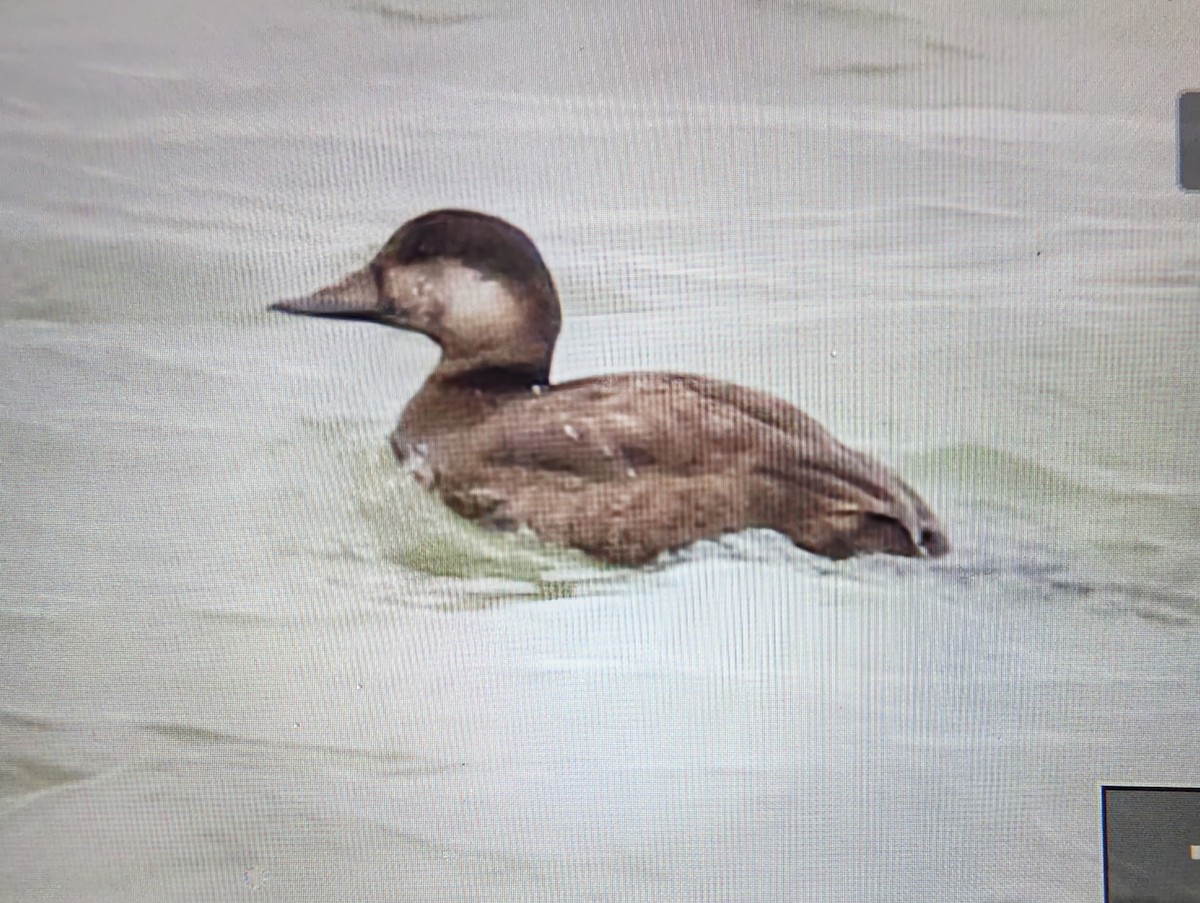 Black Scoter - ML646107784