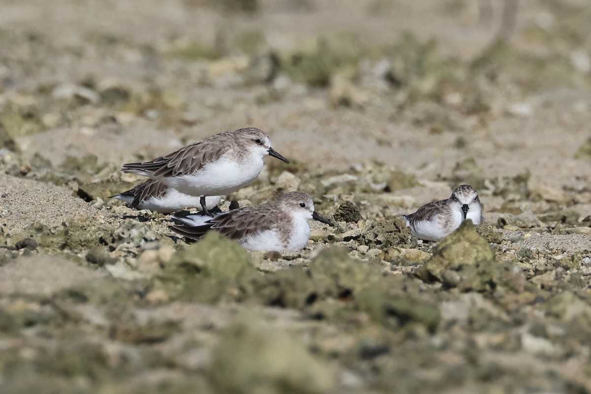 紅胸濱鷸 - ML646107785