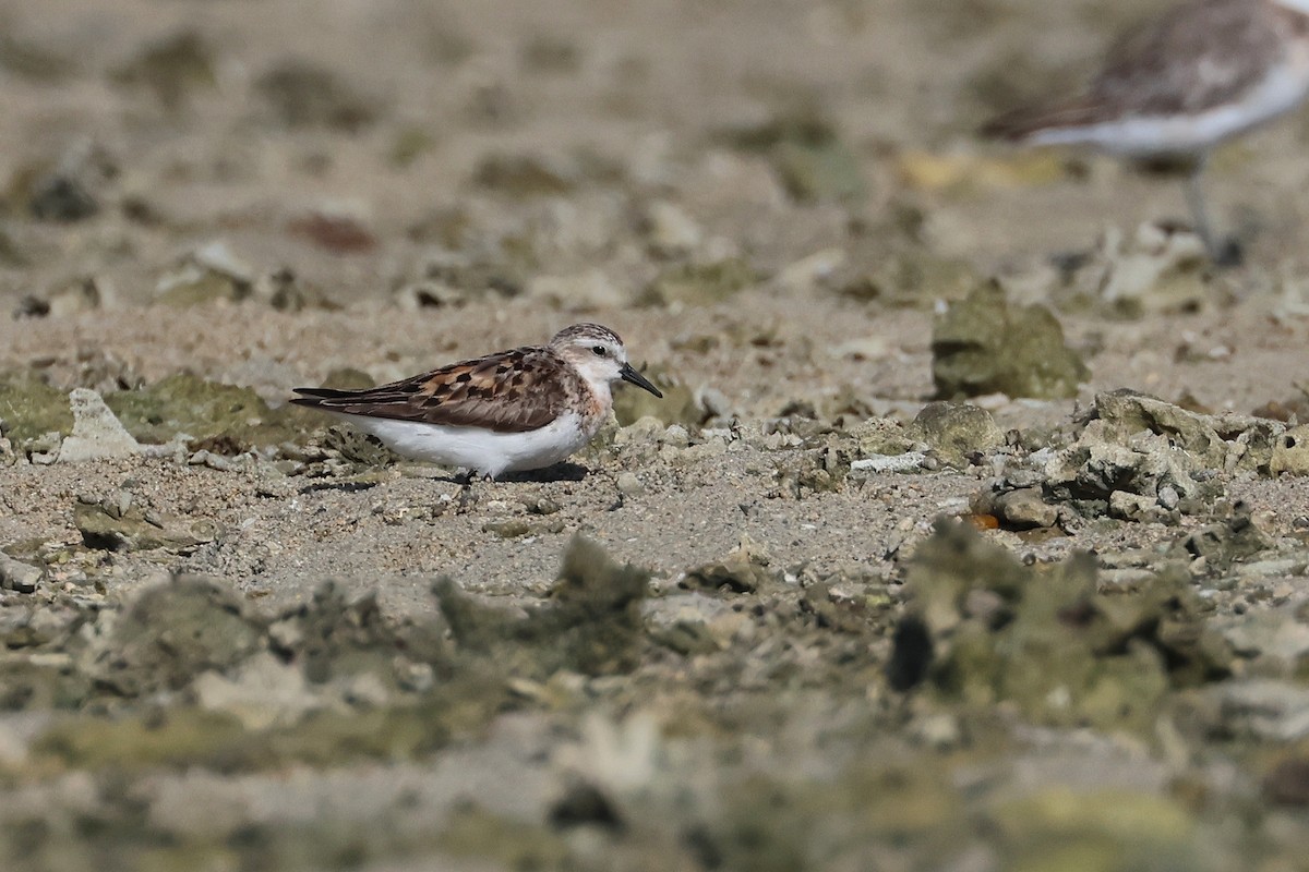 紅胸濱鷸 - ML646107786