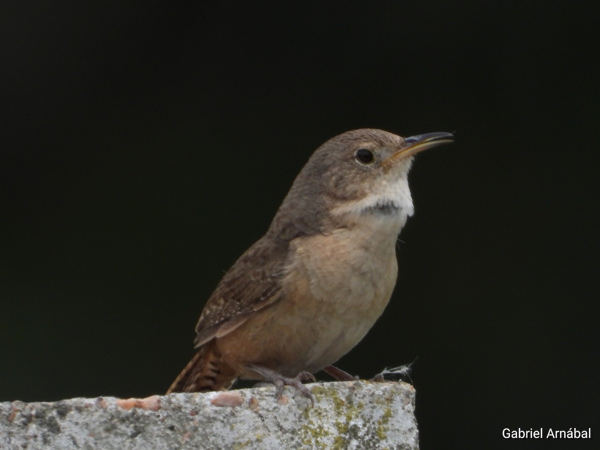 Southern House Wren - ML646107787