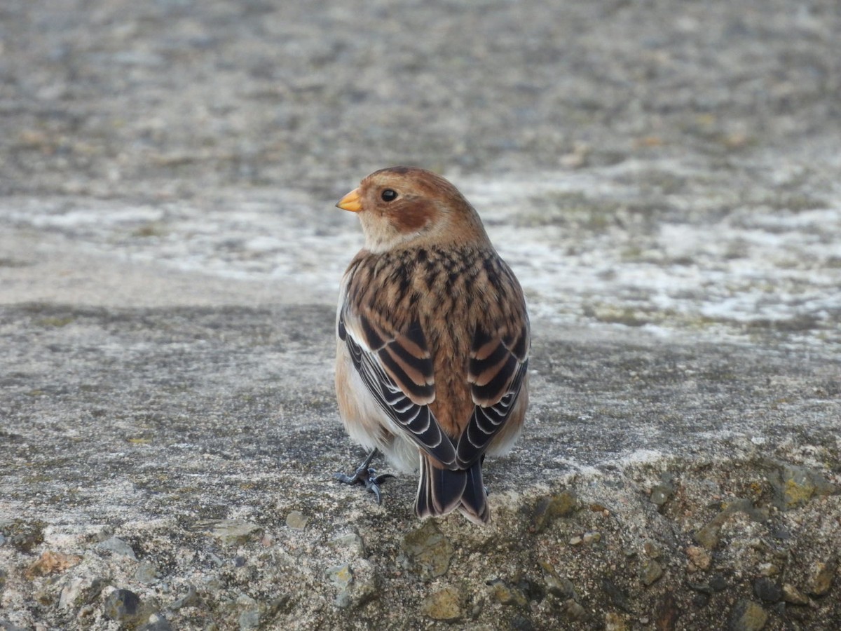 Цасч хөмрөг - ML646107788