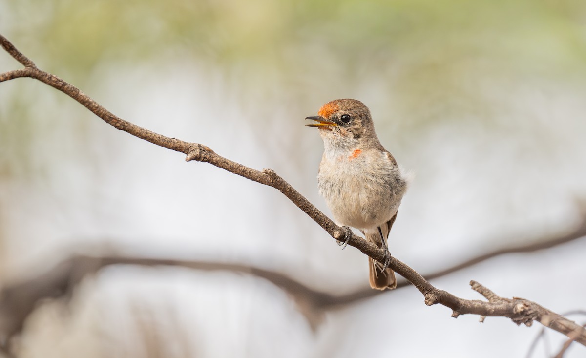 Red-capped Robin - ML646107792