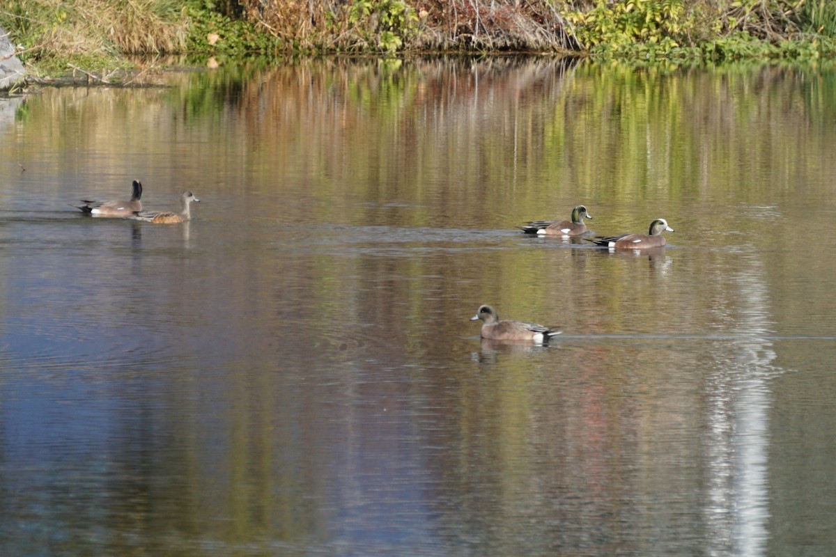 American Wigeon - ML646107797