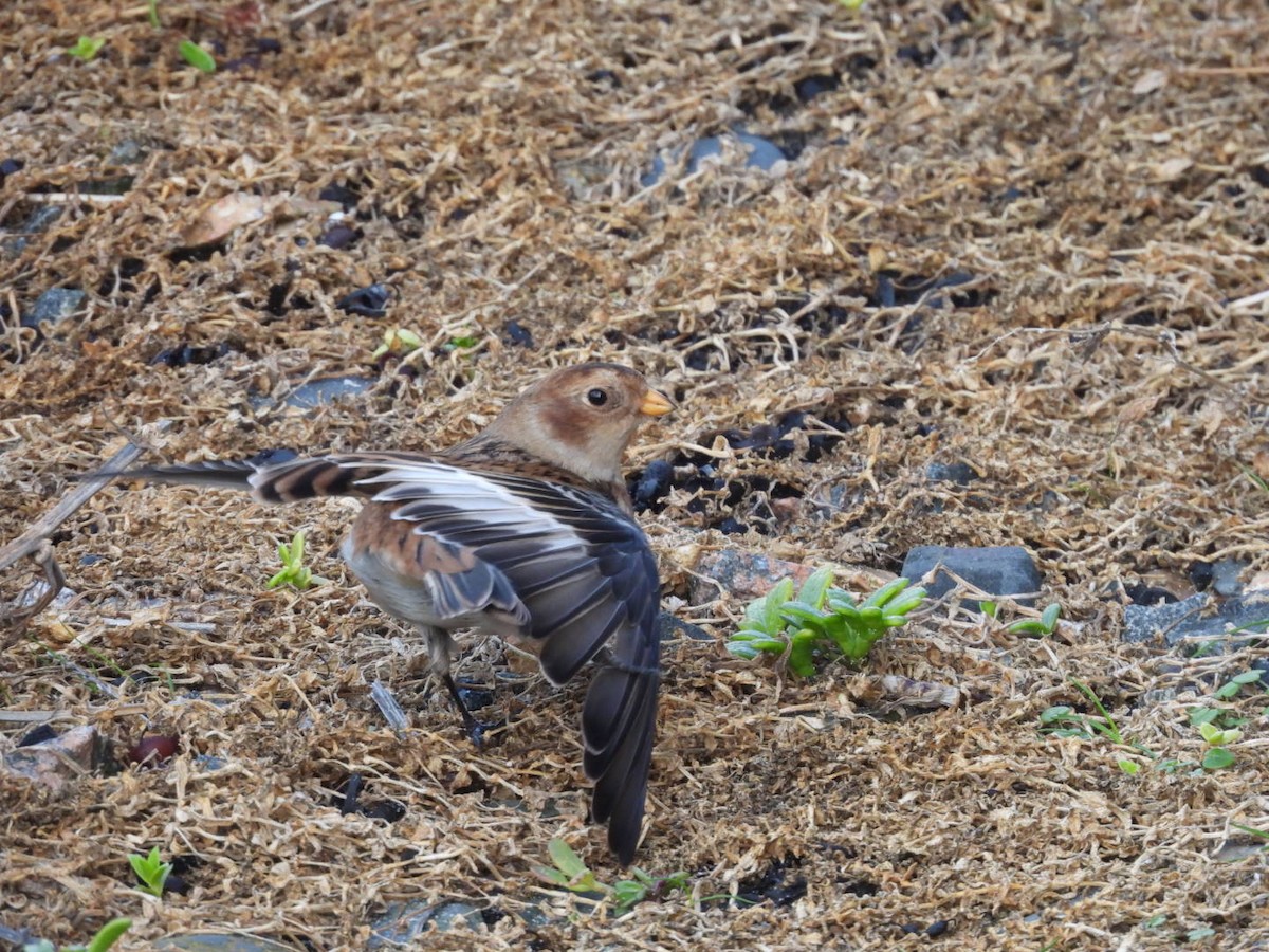 Цасч хөмрөг - ML646107801