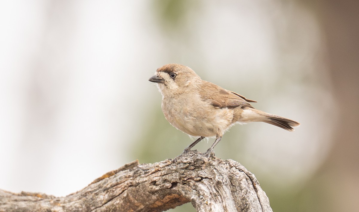 Southern Whiteface - ML646107804