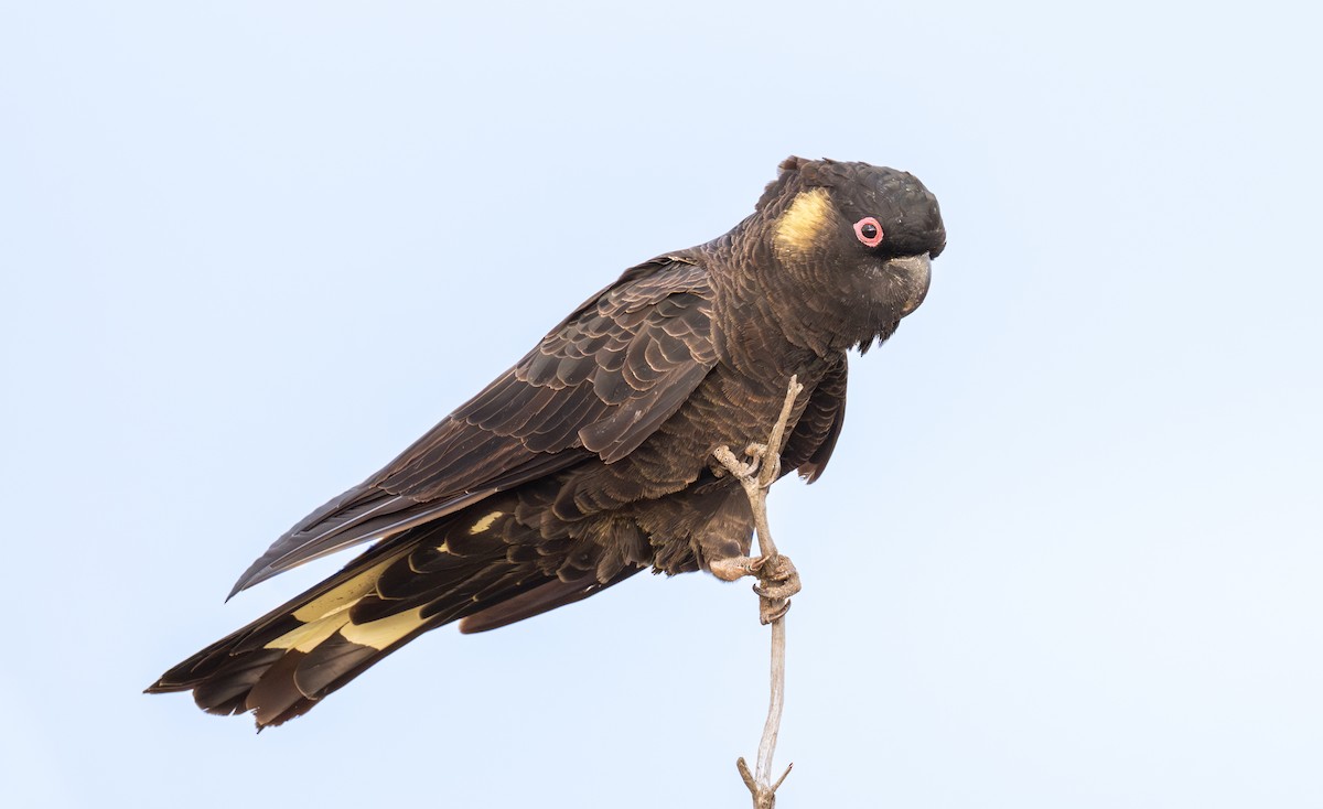 Yellow-tailed Black-Cockatoo - ML646107826