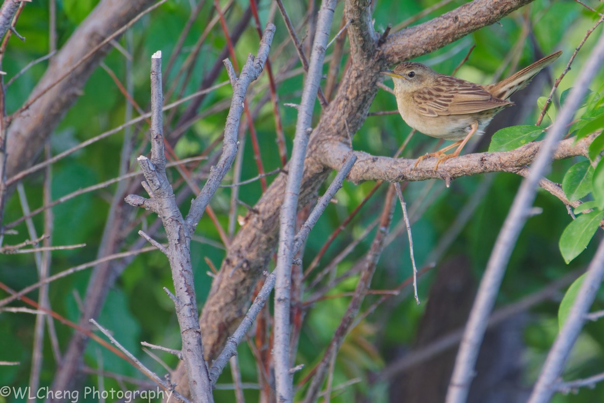 Обыкновенный сверчок - ML646107850
