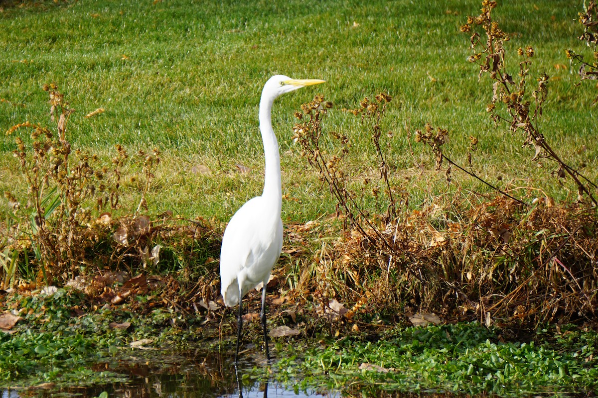 Great Egret - ML646107858