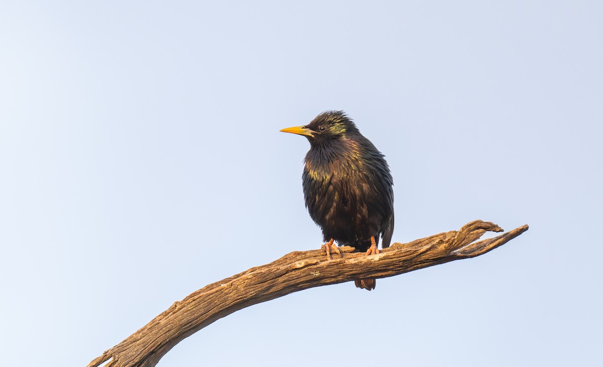 European Starling - ML646107863