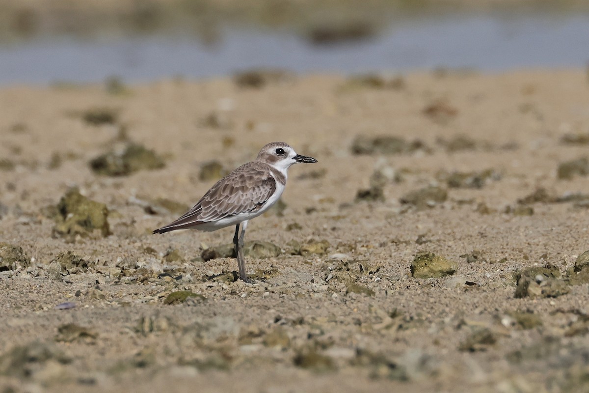 鐵嘴鴴 - ML646107864