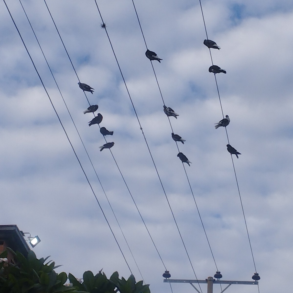 יונת בית - ML646107865