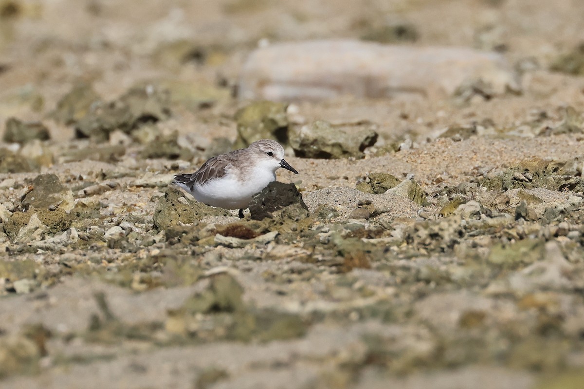 紅胸濱鷸 - ML646107868