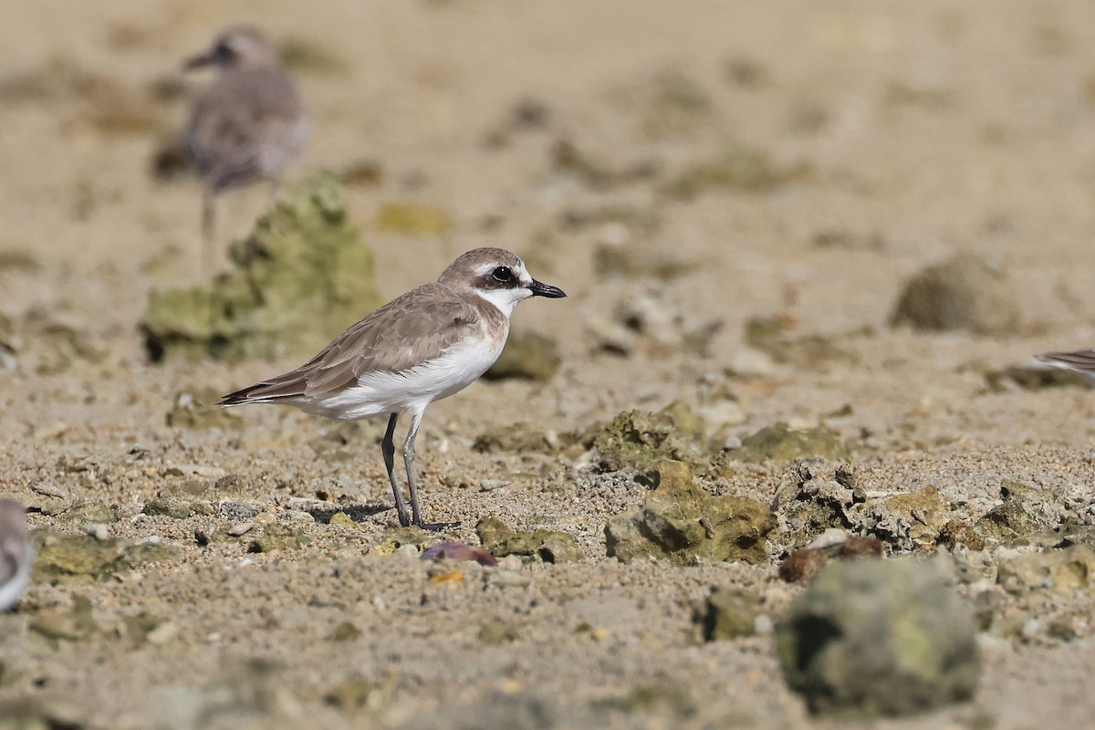 蒙古鴴 - ML646107870