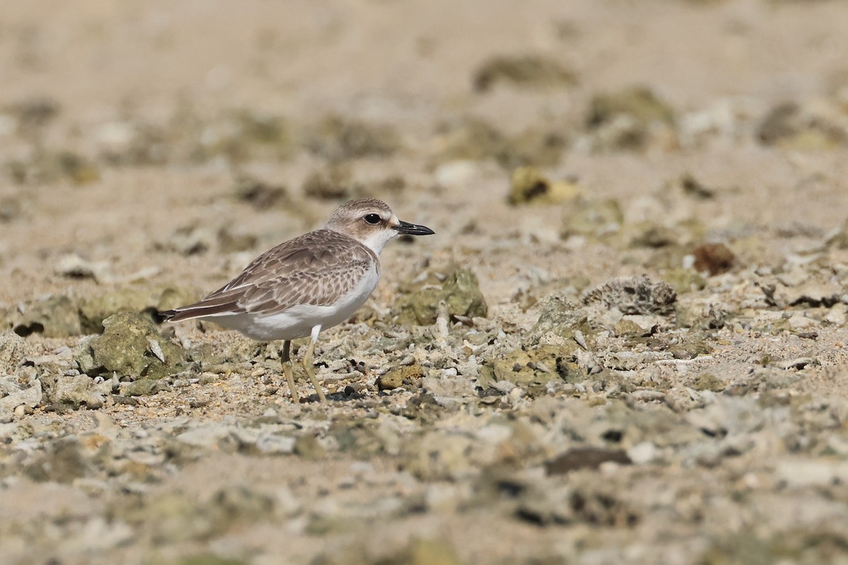 鐵嘴鴴 - ML646107874