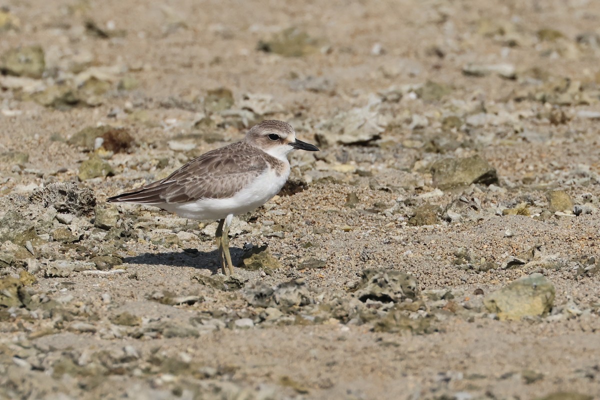 鐵嘴鴴 - ML646107875