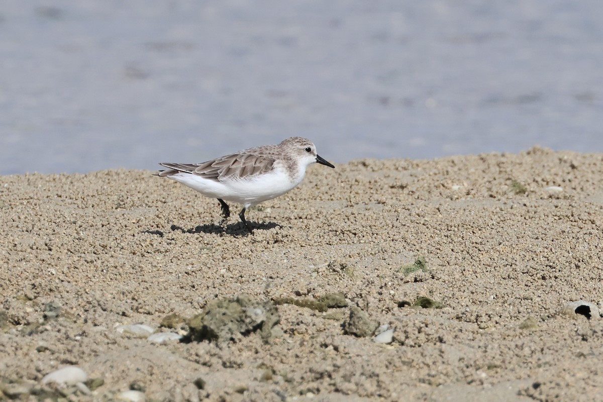 紅胸濱鷸 - ML646107877