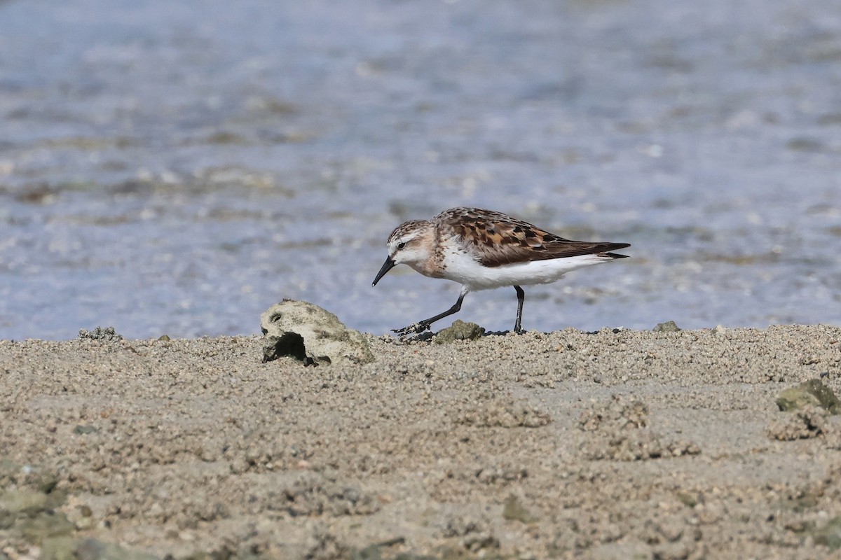 紅胸濱鷸 - ML646107878