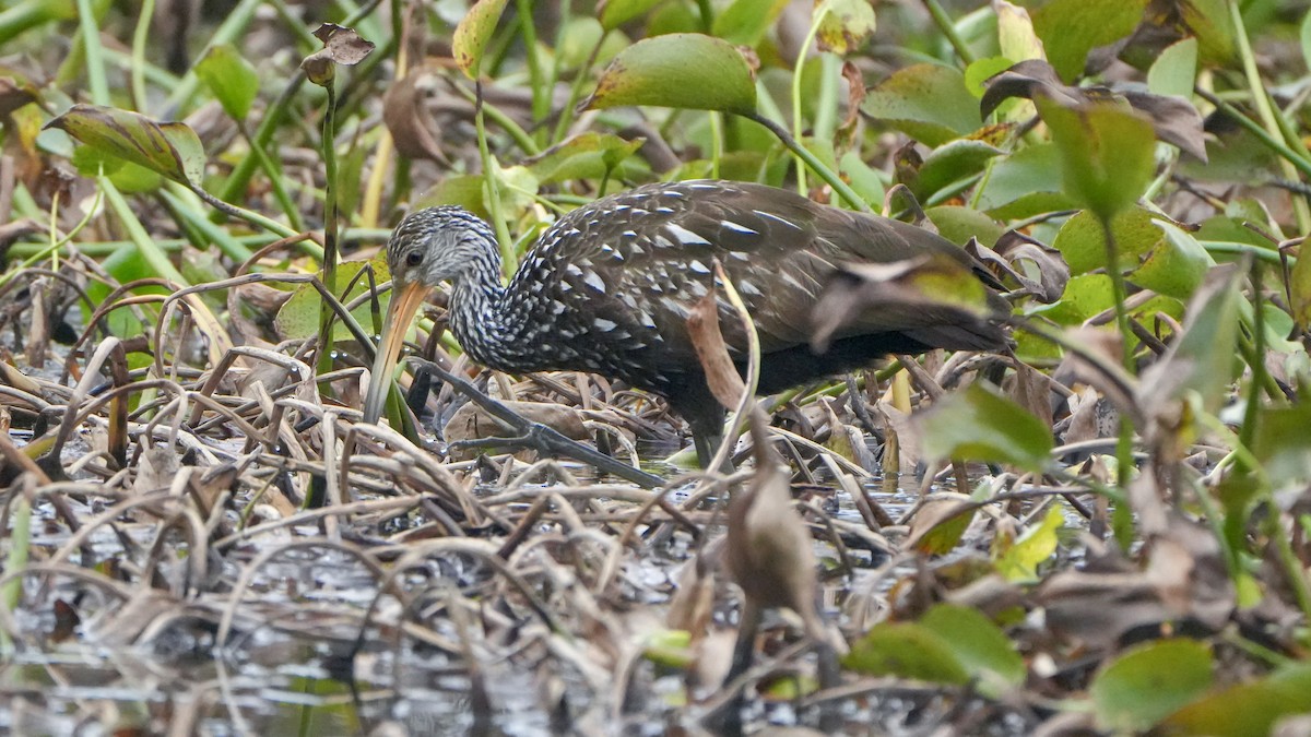Limpkin - ML646107879