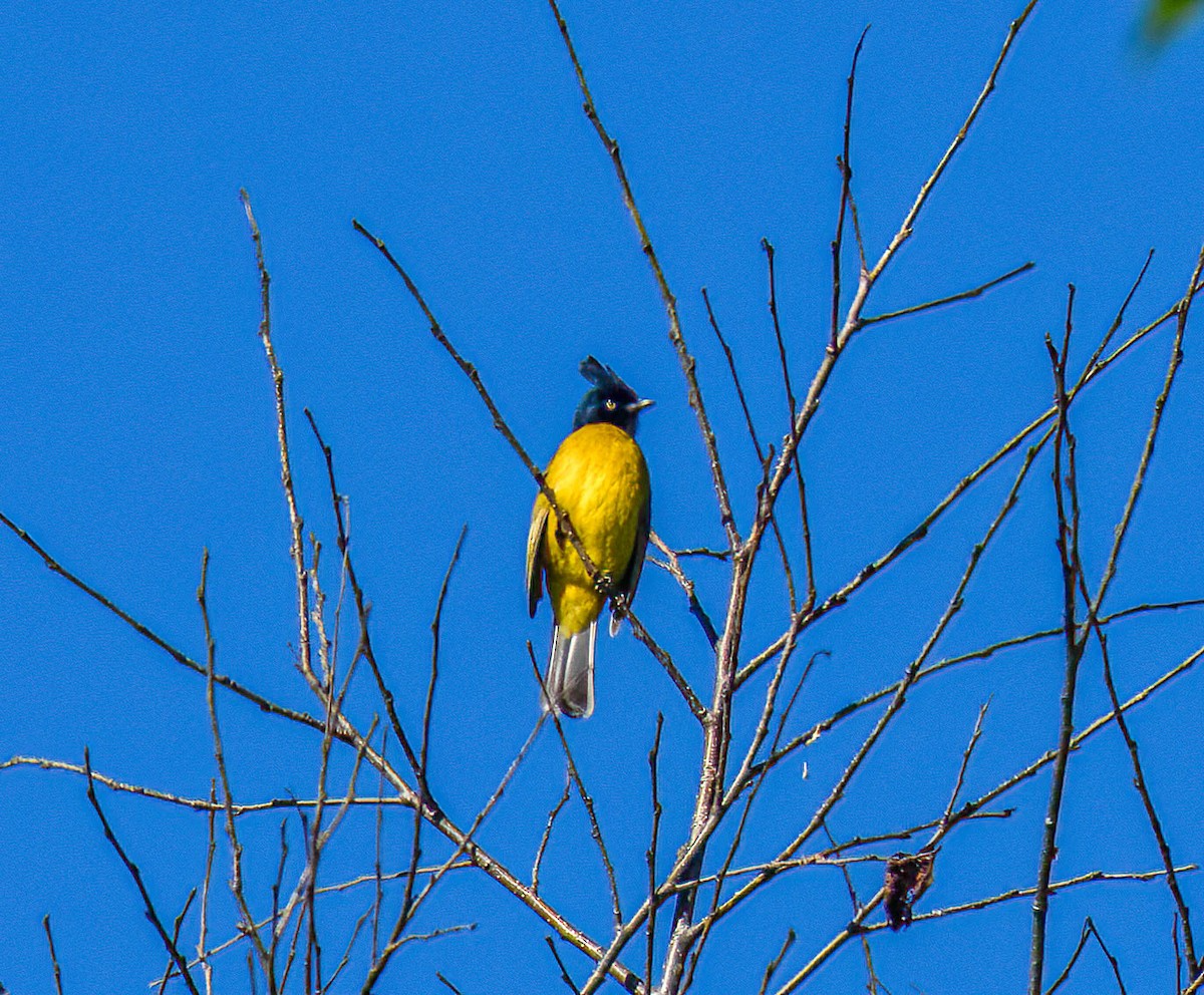 Black-crested Bulbul - ML646107880