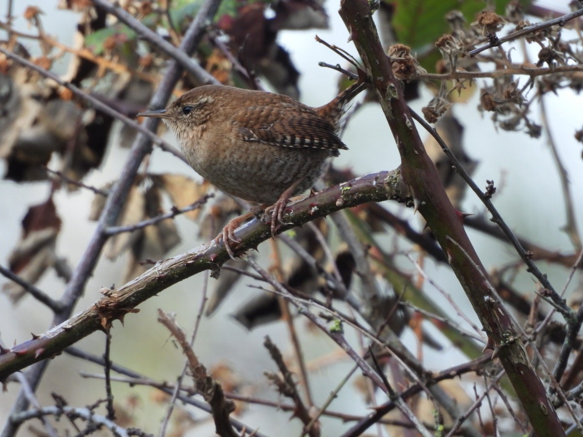 Халгайч урагчин - ML646107881