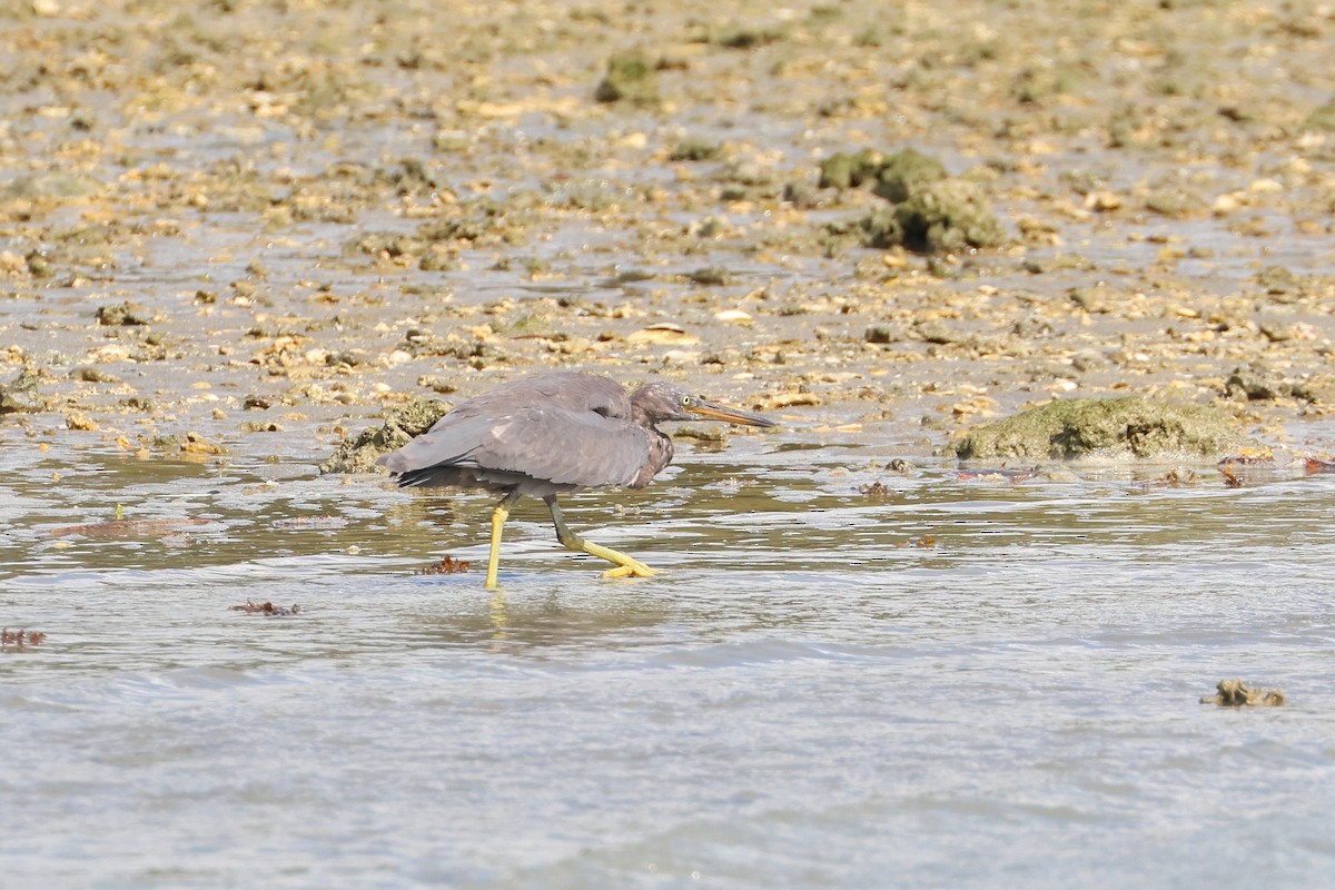 岩鷺 - ML646107882