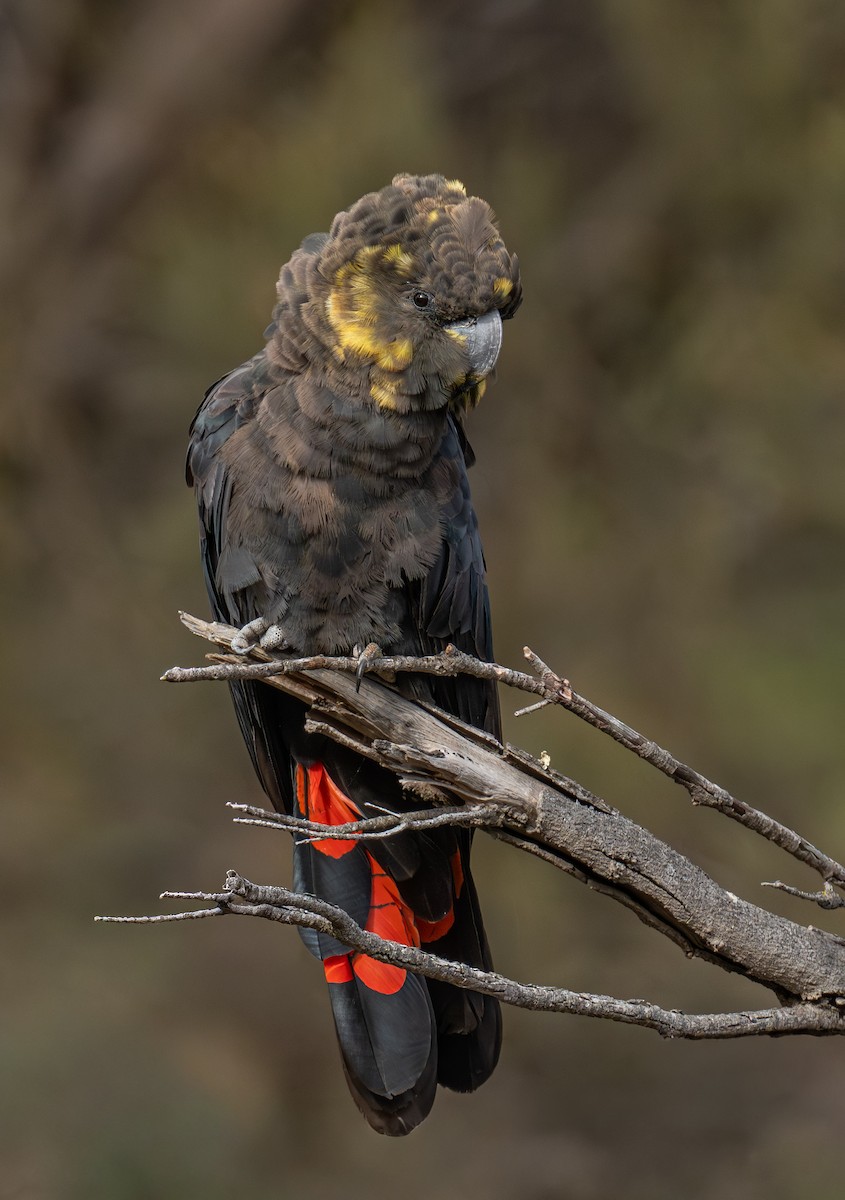 Glossy Black-Cockatoo - ML646107883