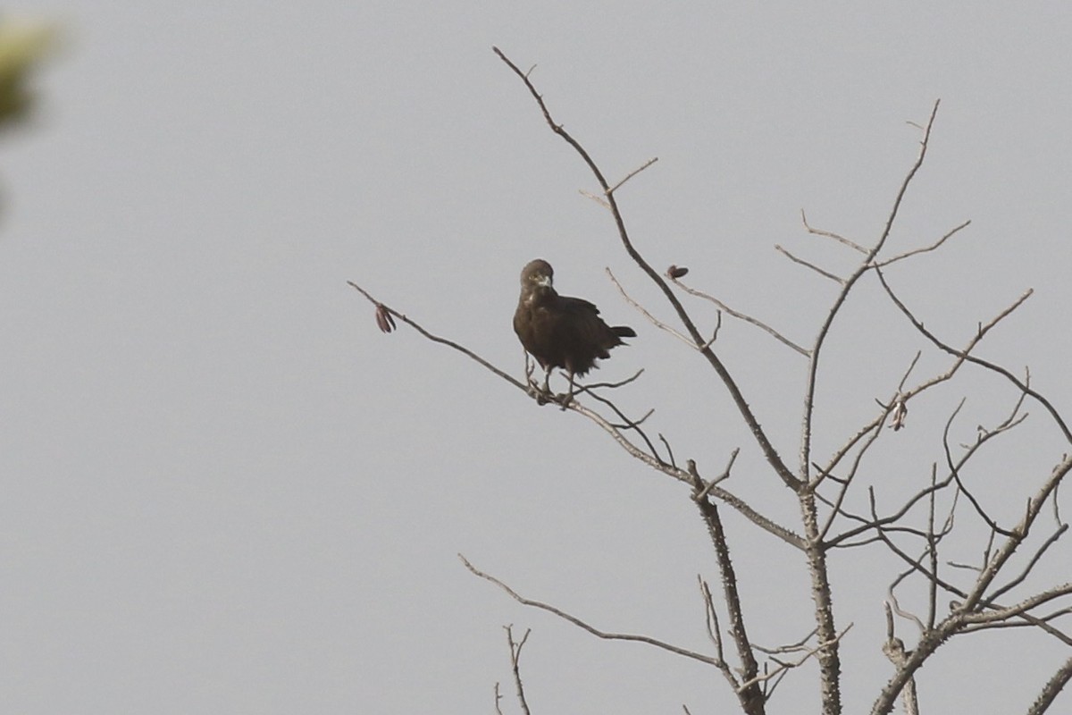 Brown Snake-Eagle - ML646107884