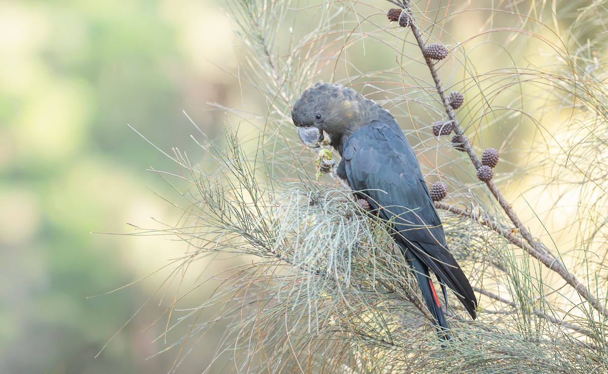 Cacatúa Lustrosa - ML646107885