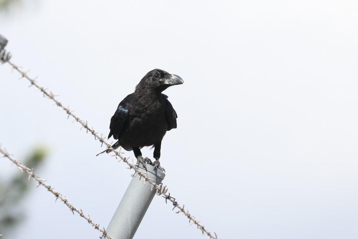 巨嘴鴉 - ML646107887