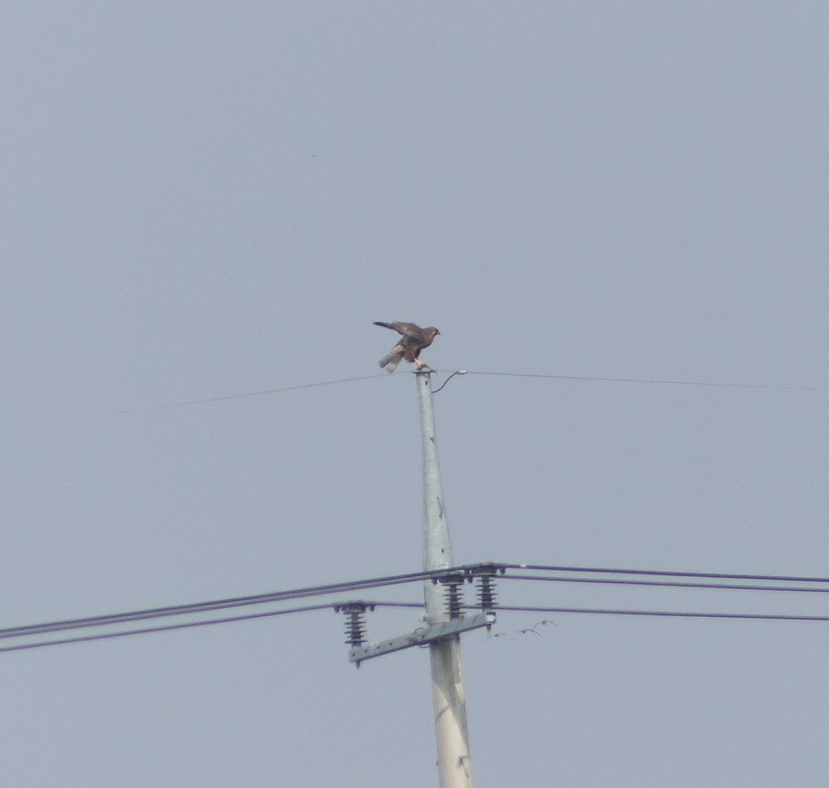 Busardo Japonés - ML646107894