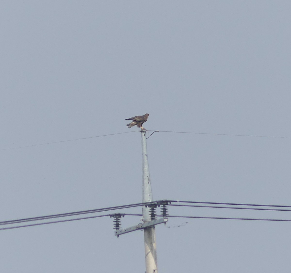 Busardo Japonés - ML646107895