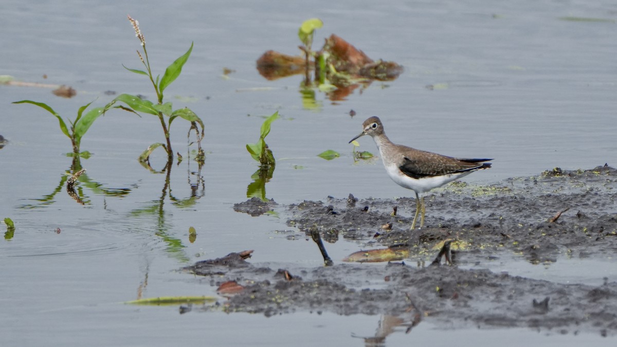 Andarríos Solitario - ML646107897