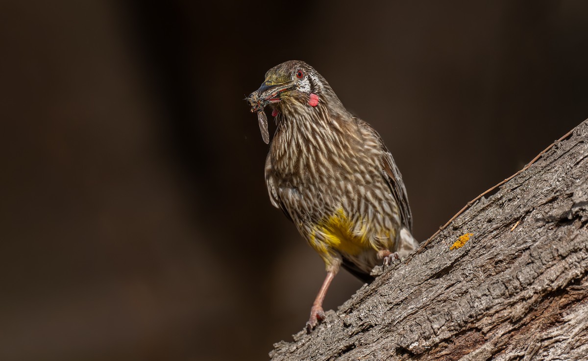 Mielero Carunculado - ML646107898