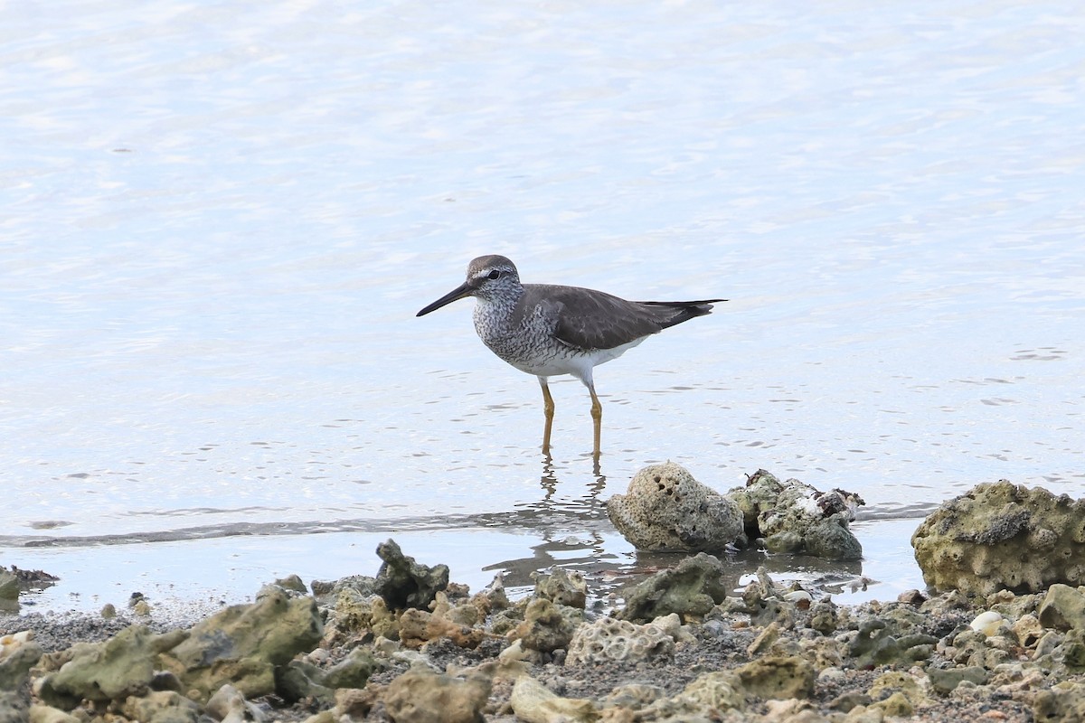 黃足鷸 - ML646107899