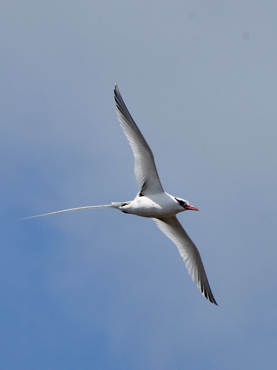 Rabijunco Etéreo - ML646107900