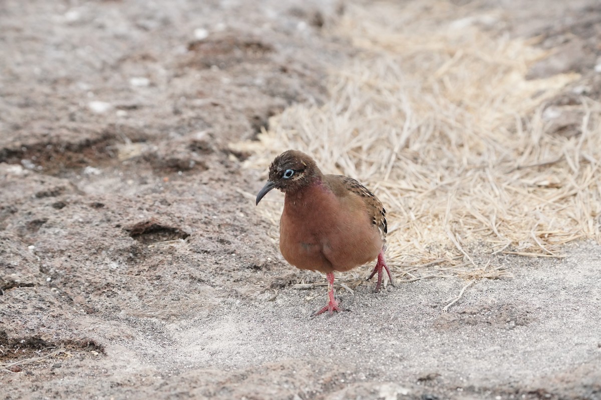 Zenaida de Galápagos - ML646107901