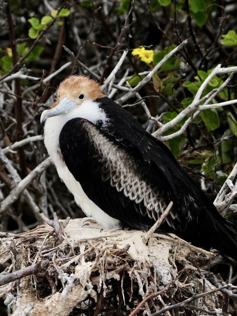 Rabihorcado Grande - ML646107909