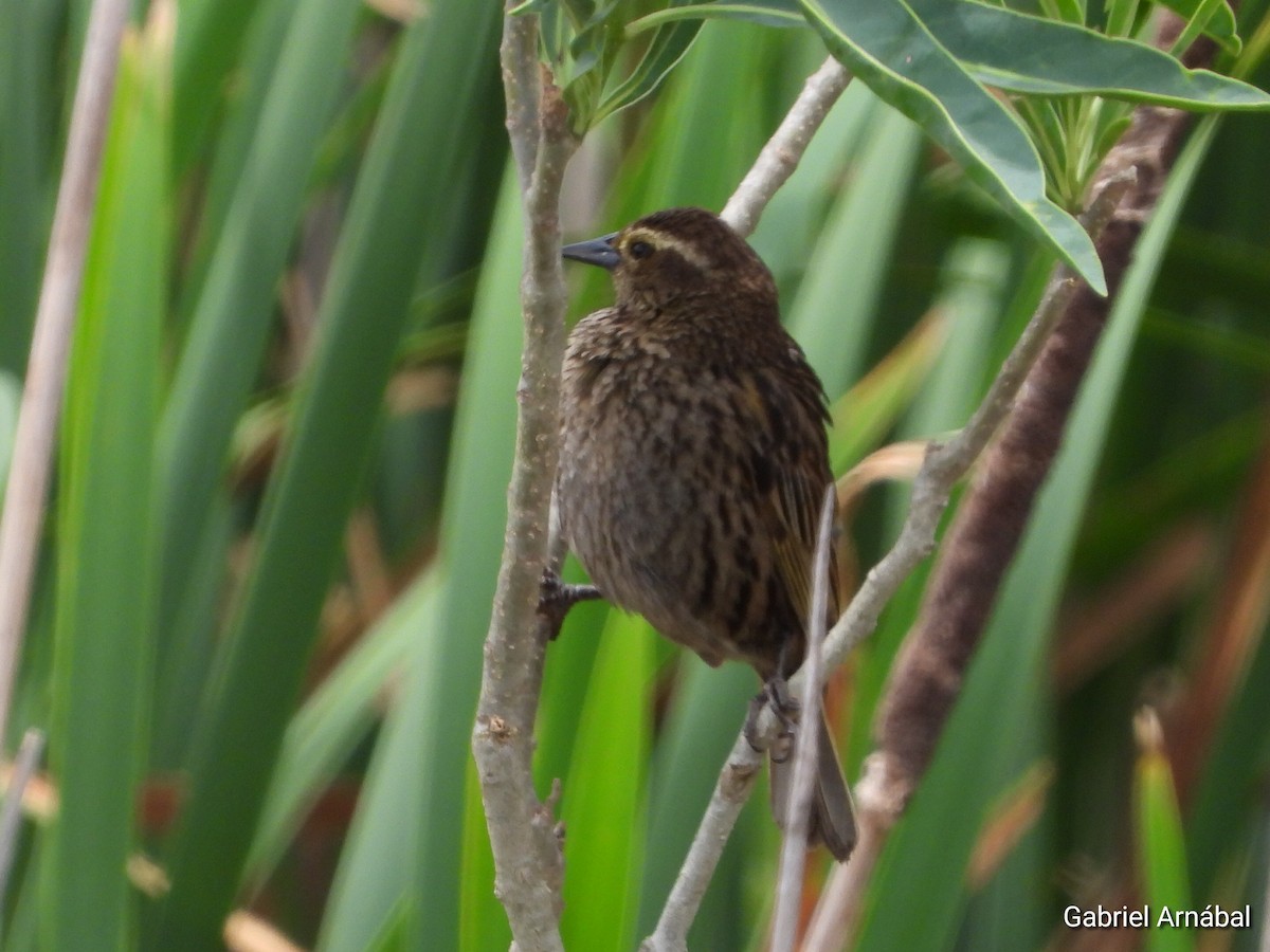 Varillero Aliamarillo - ML646107910