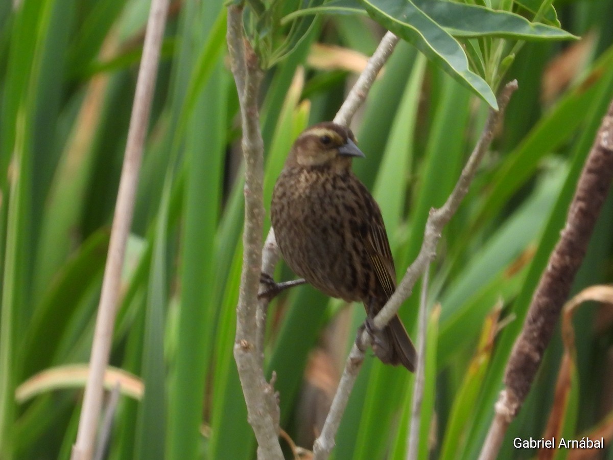 Varillero Aliamarillo - ML646107911
