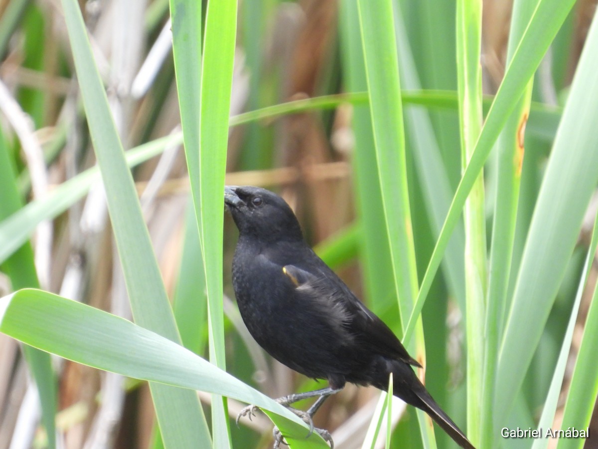 Varillero Aliamarillo - ML646107912
