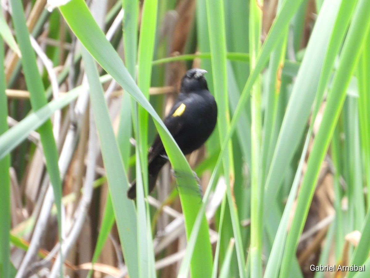 Varillero Aliamarillo - ML646107913