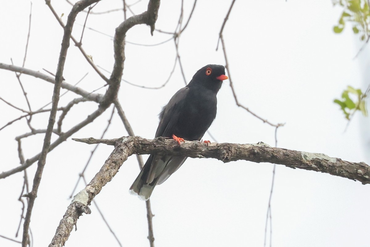 Prionopo de Retz - ML646107917