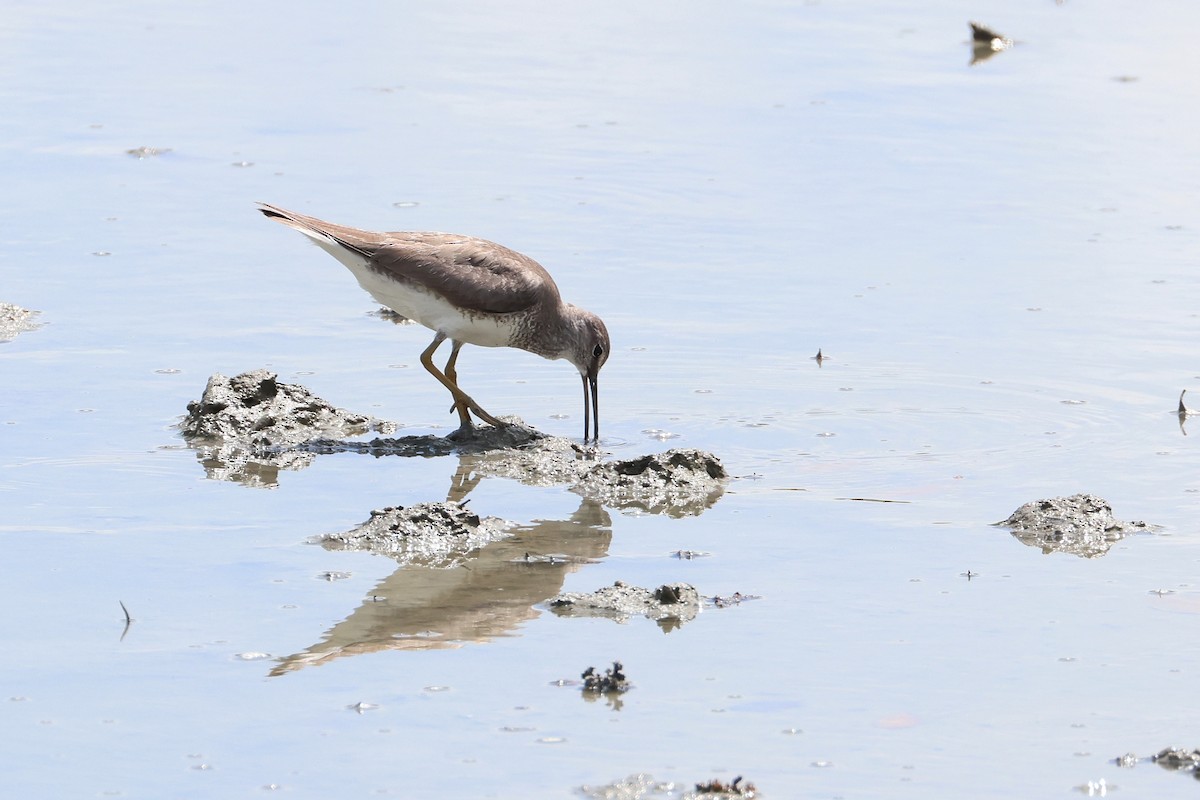 黃足鷸 - ML646107918