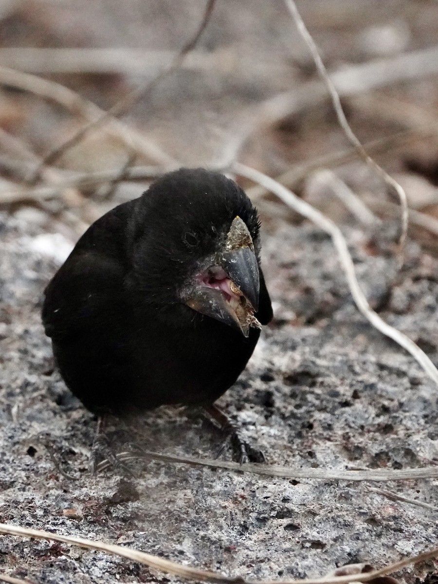 Pinzón de Darwin Picogordo - ML646107920