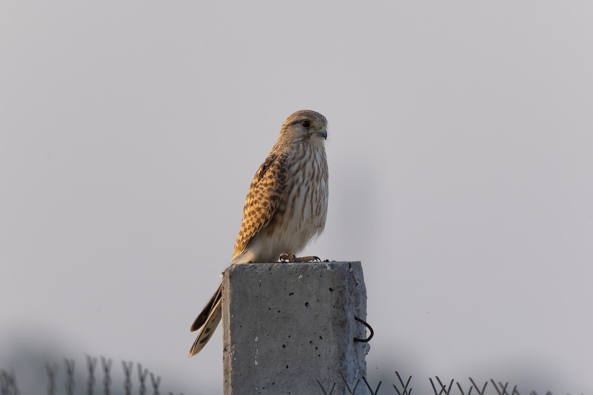 Cernícalo Vulgar - ML646107928