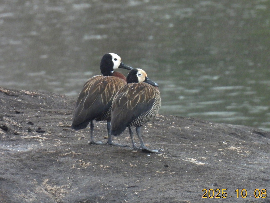 Suirirí Cariblanco - ML646107929