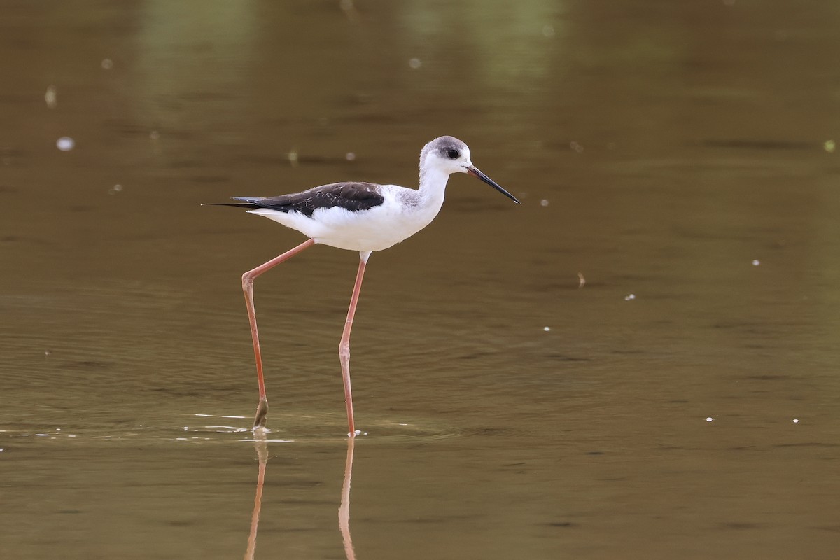 高蹺鴴 - ML646107930