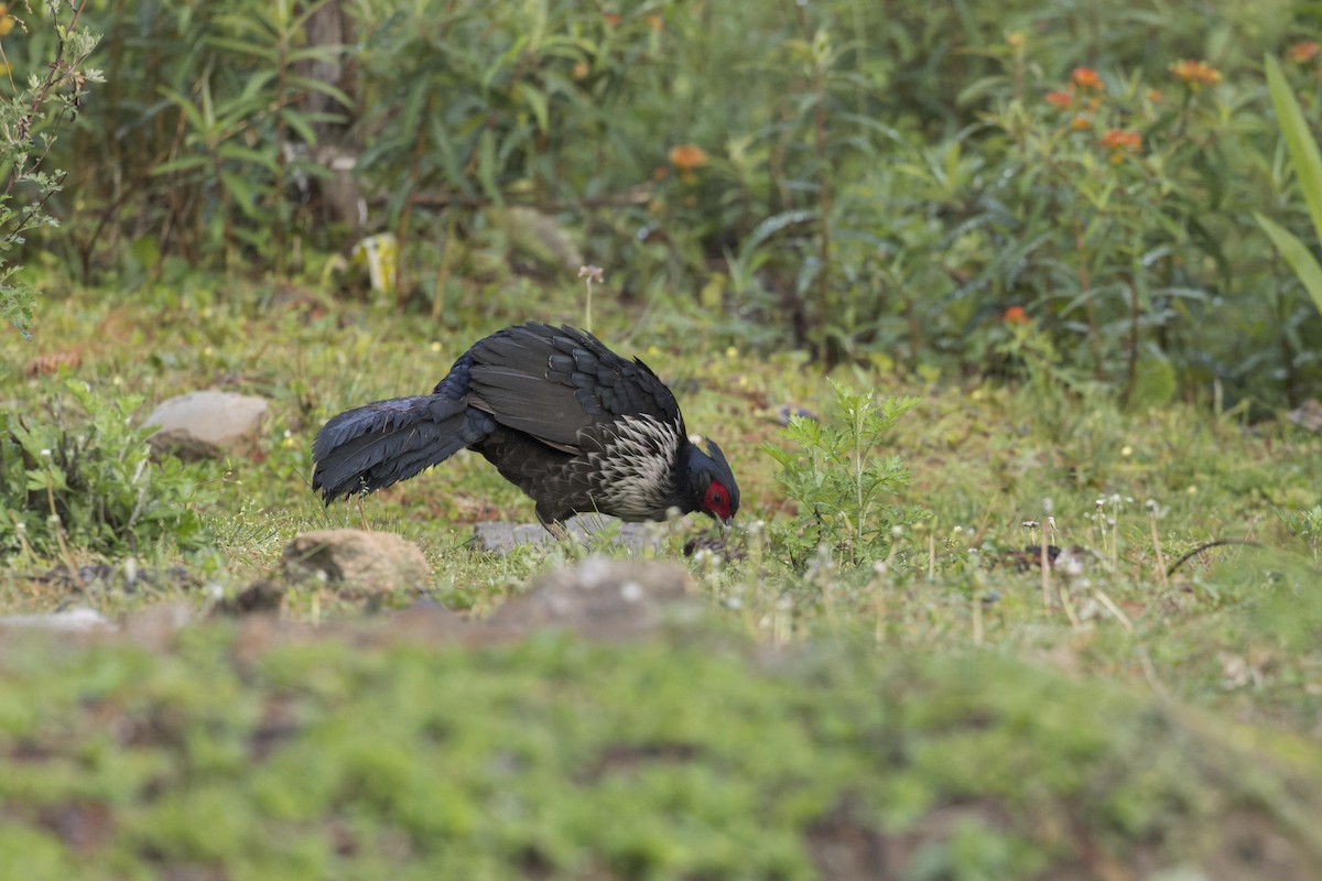 Faisán Kálij - ML646107931