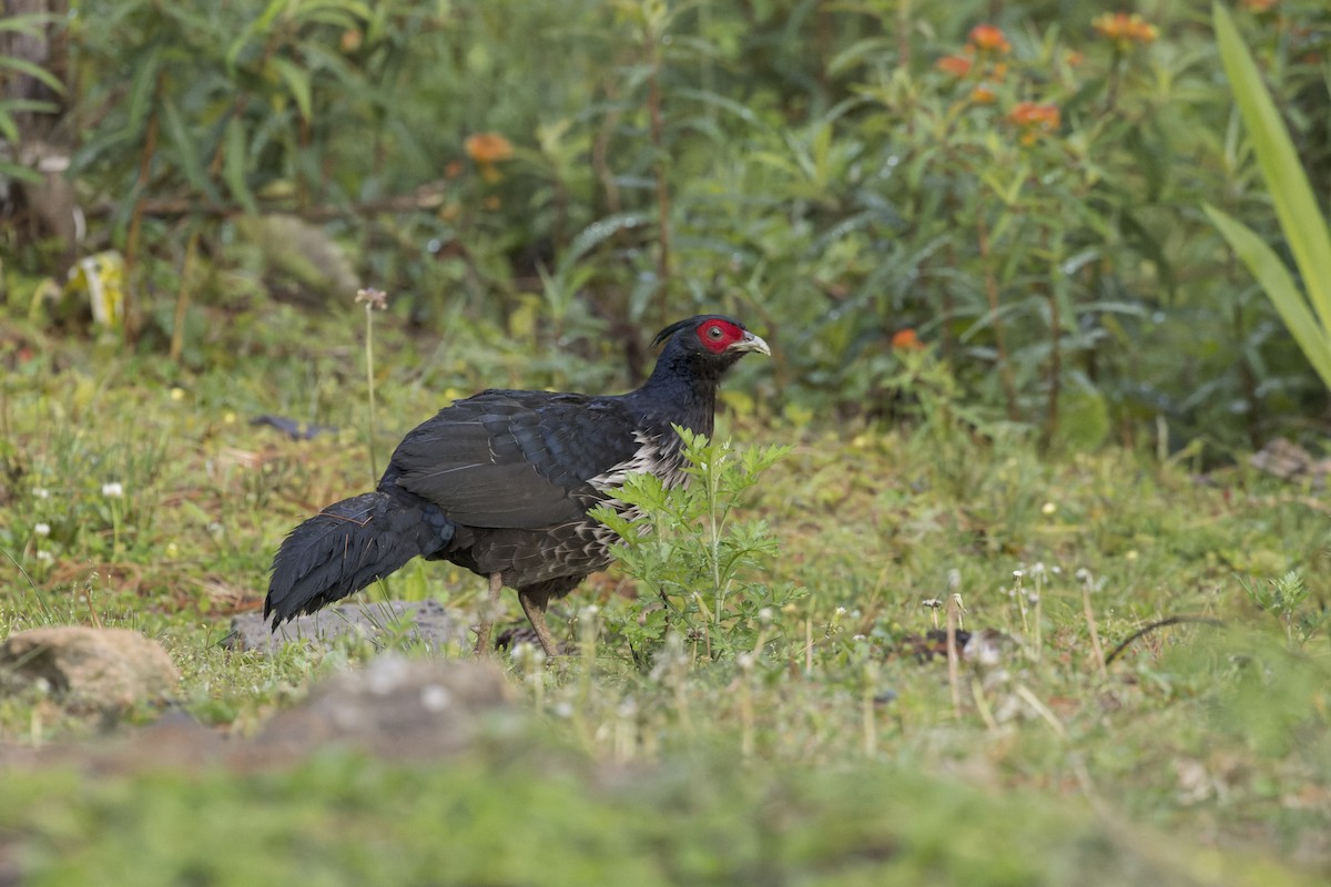 Faisán Kálij - ML646107932